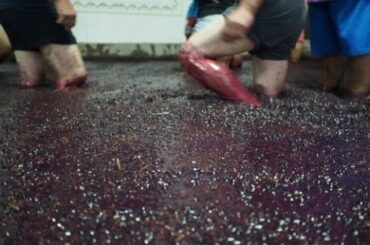 Making Port Wine in Portugal's Douro Valley