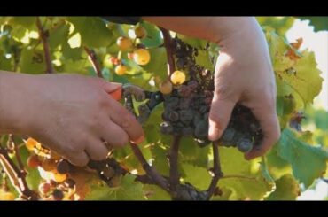 New year, new tariffs: French wine & cognac hit by new US trade tax