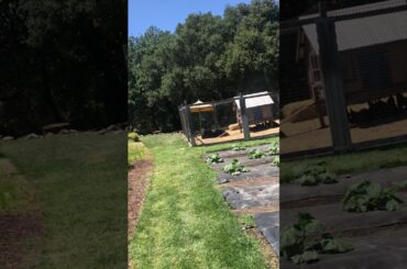 Vlog (part 3) Tour of French Laundry Garden w/ Chef Darvive