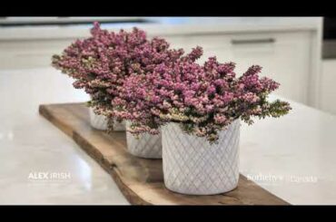 183 Allan Street, Oakville | Alex Irish & Associates