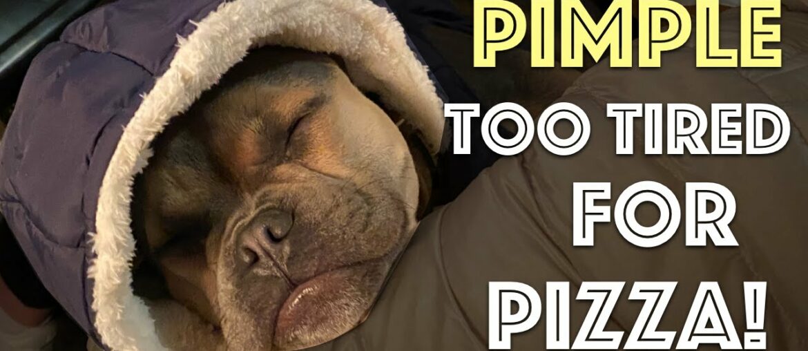 Pimple The French Bulldog Puppy Sleeping On Mommy Pimple The French Bulldog Puppy Sleeping On Mommy