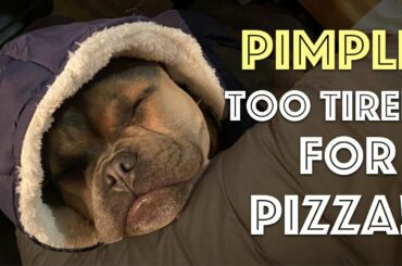 Pimple The French Bulldog Puppy Sleeping On Mommy