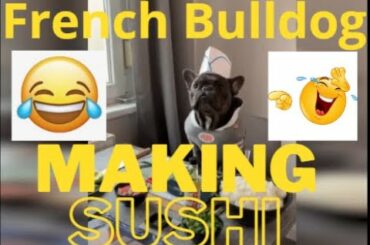 French bulldog is impressive sushi chef ! Sushi Recipe ! Hilarious Video