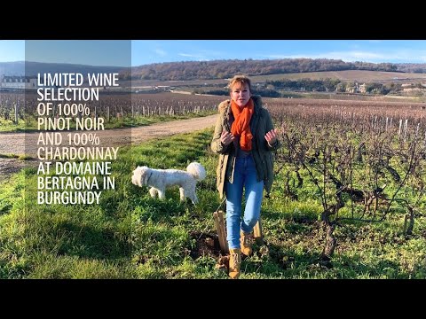 Limited Wine Selection at Domaine Bertagna in Burgundy Limited Wine Selection at Domaine Bertagna in Burgundy