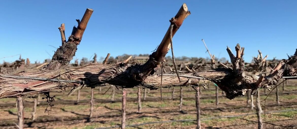 Jeremy Wine Co. '18 Cabernet Sauvignon Jeremy Wine Co. '18 Cabernet Sauvignon