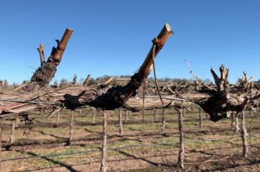 Jeremy Wine Co. '18 Cabernet Sauvignon