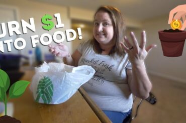 Dollar Tree Garden Experiment! SEED HAUL | Grow FOOD in a vertical planter for less than $10?