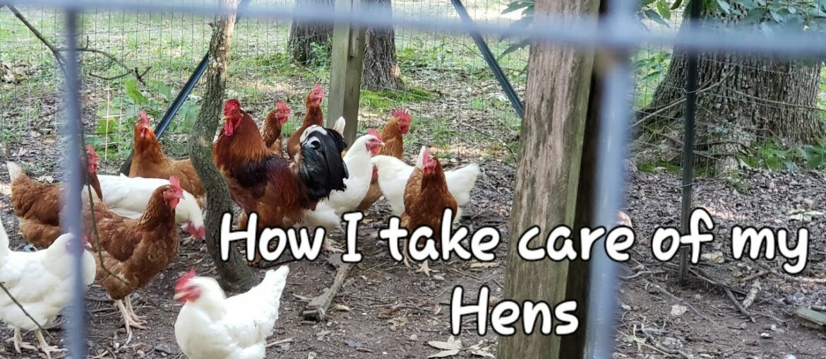 Winter Blast || Taking care of the Laying Hens || Easy French Toast || Bible Study