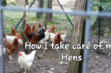 Winter Blast || Taking care of the Laying Hens || Easy French Toast || Bible Study