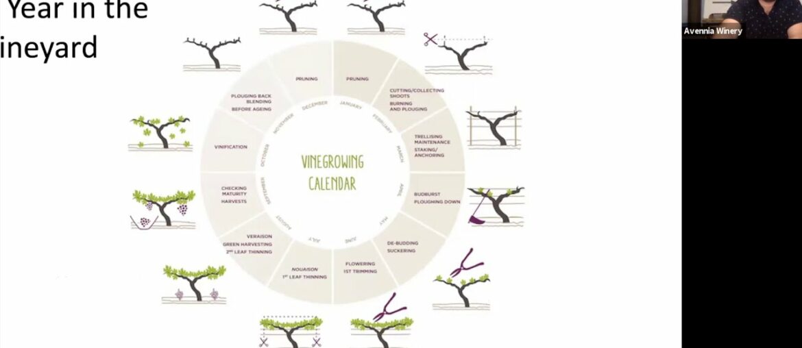 All Things Avennia: The Vineyard 101