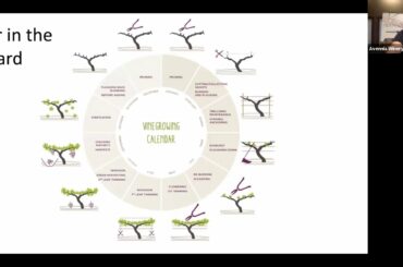 All Things Avennia: The Vineyard 101