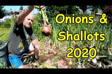 Onions & Shallots 2020