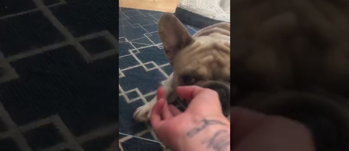 one funny French bulldog