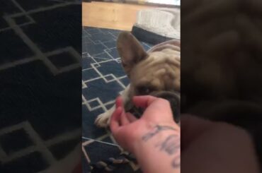 one funny French bulldog