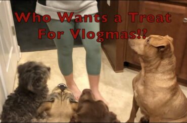 Vlogmas 2020 Gourmet Designer Dogs & Decorating the Christmas Tree