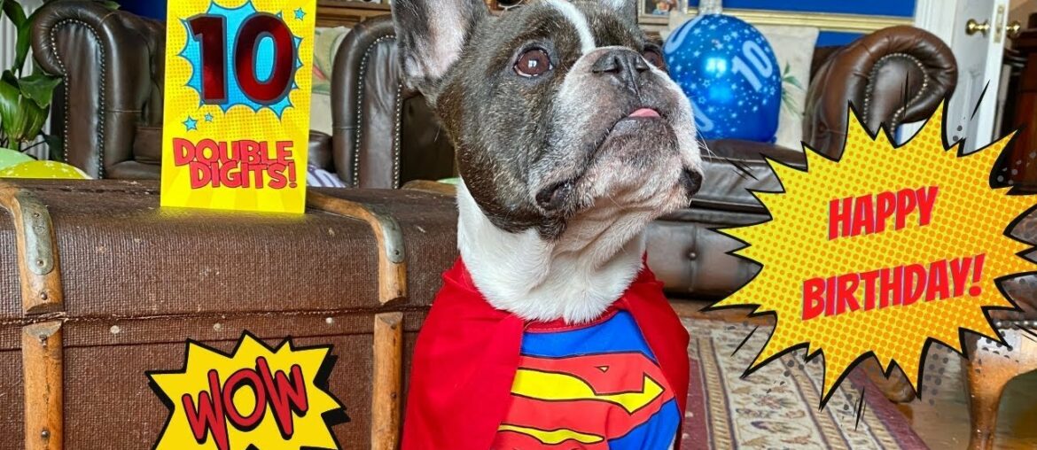 French Bulldog Eric Charming's 10th birthday!