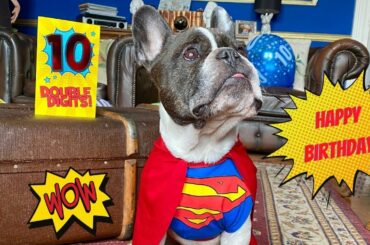French Bulldog Eric Charming's 10th birthday!