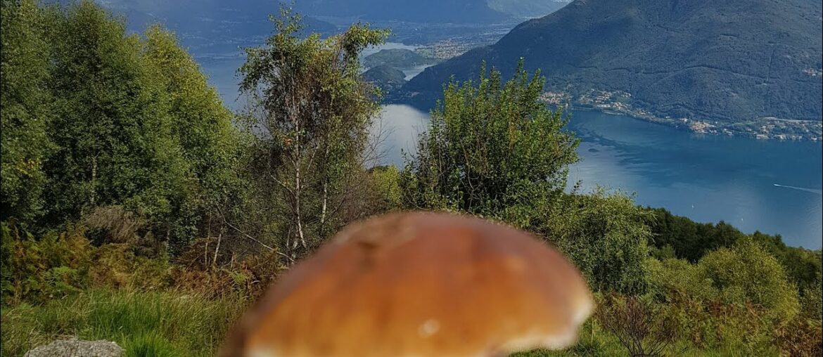 Climbing for fungi  porcini (penny bun) mushroom  in the top of  La Canua (Alps) mountain  Italy