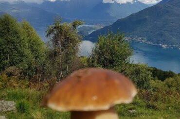 Climbing for fungi  porcini (penny bun) mushroom  in the top of  La Canua (Alps) mountain  Italy