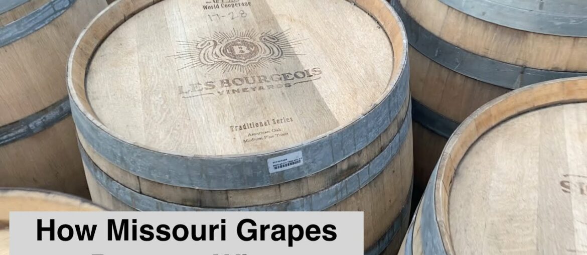 How Missouri grapes become wine