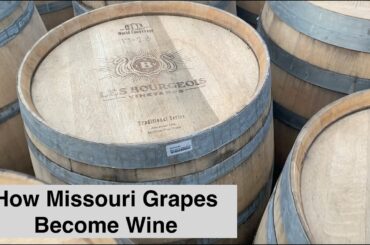 How Missouri grapes become wine