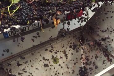 Egrappoir - Destemmer