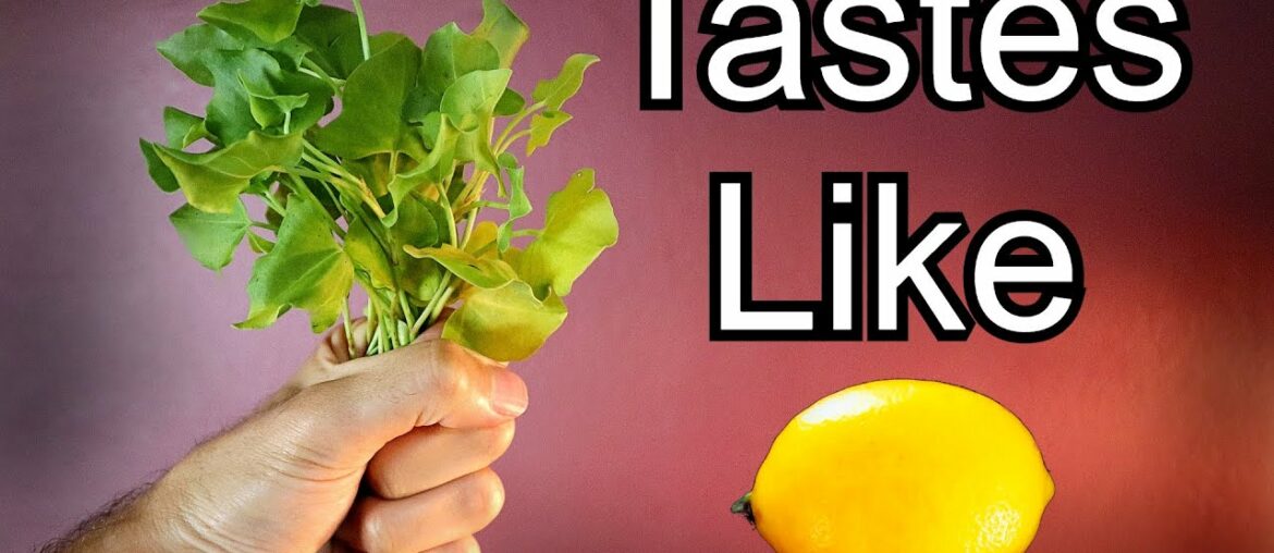 LEMONY LEAVES – Taste Testing Leaves That Taste Like Lemon (Lemon Balm & French Sorrel) LEMONY LEAVES - Taste Testing Leaves That Taste Like Lemon (Lemon Balm & French Sorrel)