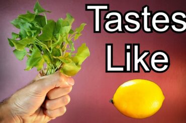 LEMONY LEAVES - Taste Testing Leaves That Taste Like Lemon (Lemon Balm & French Sorrel)