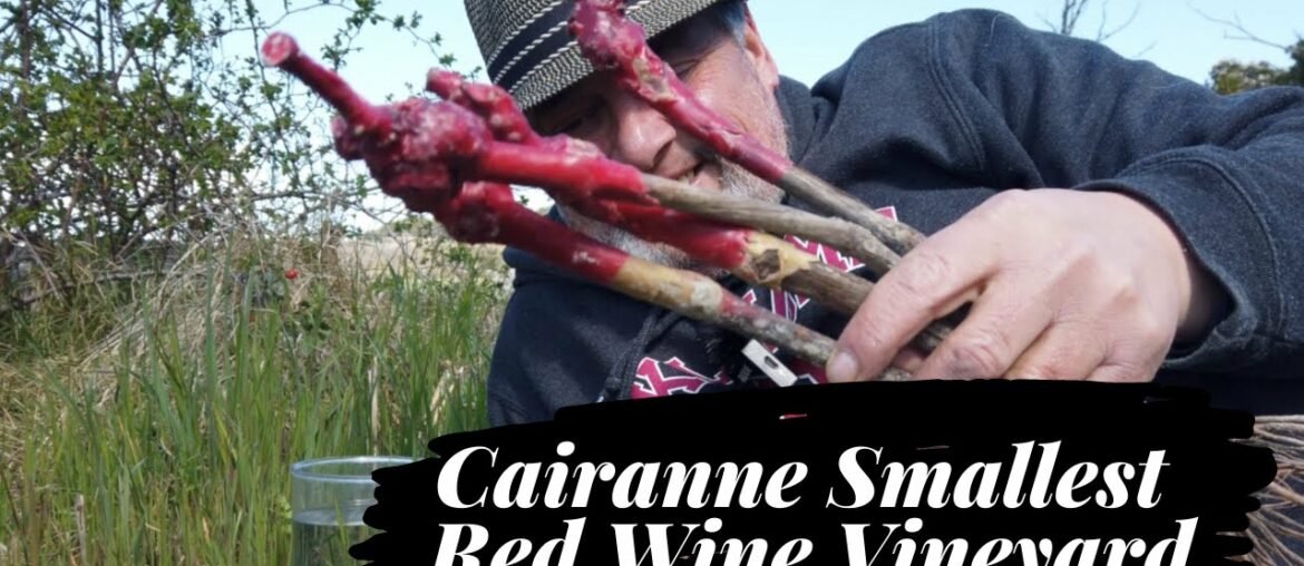Cairanne Smallest Red Wine Vineyard