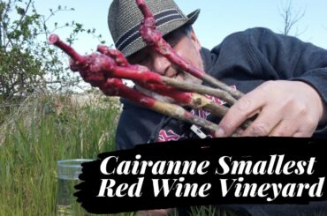 Cairanne Smallest Red Wine Vineyard
