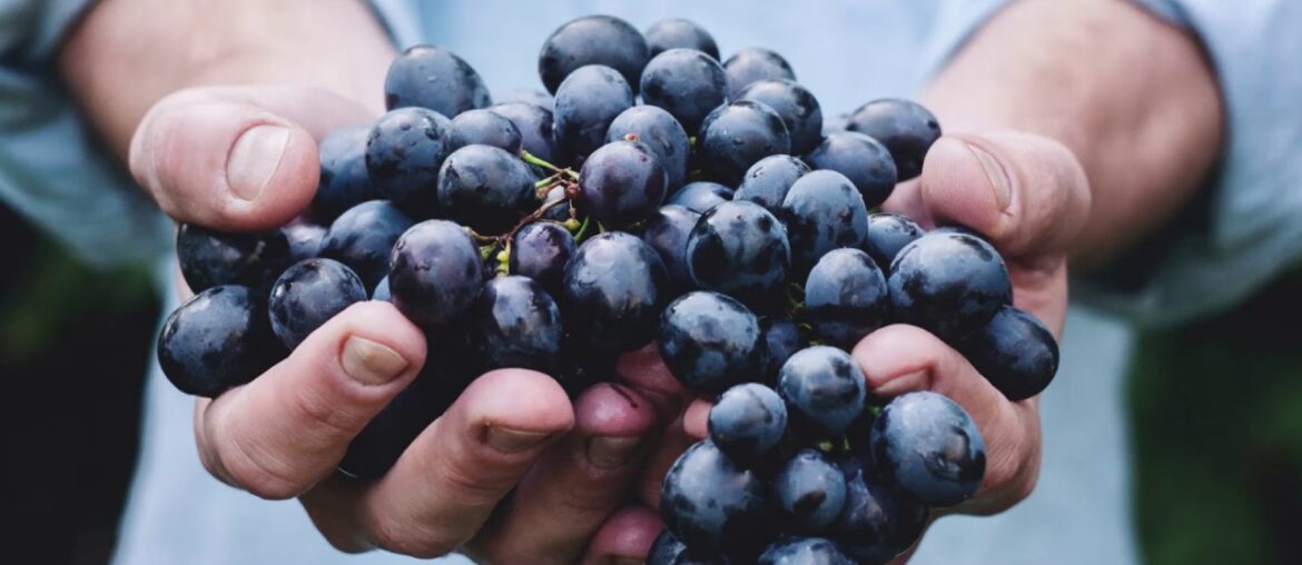 St  Emillion, France REV 3 14 21