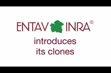 [ Entav-Inra's selection ] - Chardonnay 1066