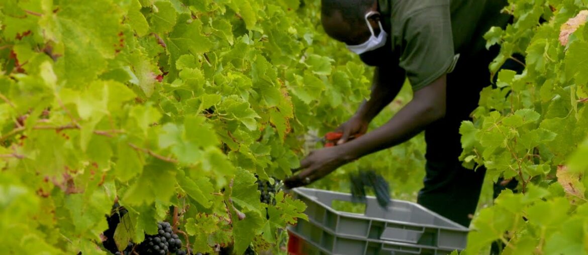 Refugees pitch in at France’s famed Bordeaux vineyards