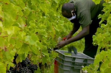 Refugees pitch in at France’s famed Bordeaux vineyards
