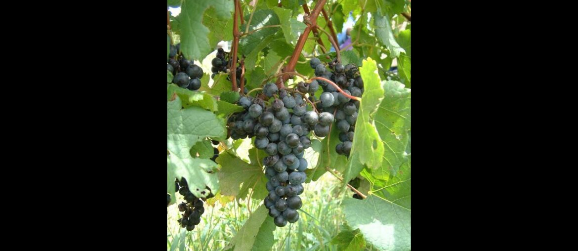 Michael Olivier Talking Wine Durbanville Hills Collector's Reserve Pinotage 2016