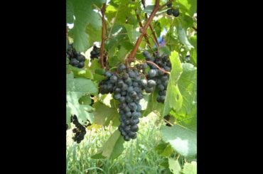 Michael Olivier Talking Wine Durbanville Hills Collector's Reserve Pinotage 2016