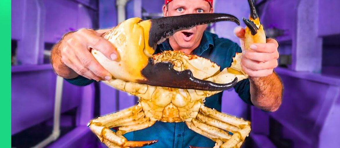 Japanese Chef Prepares GIANT Tasmanian CRAB!! Over $700!! Japanese Chef Prepares GIANT Tasmanian CRAB!! Over $700!!