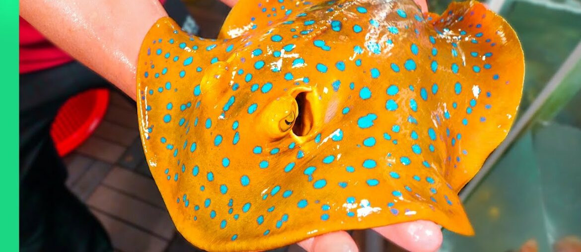 EXOTIC SEAFOOD in Southeast Asia!!! You Can't Find This Anywhere!! EXOTIC SEAFOOD in Southeast Asia!!! You Can't Find This Anywhere!!