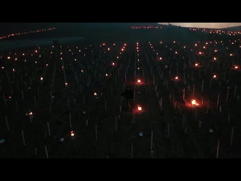 Chablis winemakers fight frost with candles in vineyards Chablis winemakers fight frost with candles in vineyards