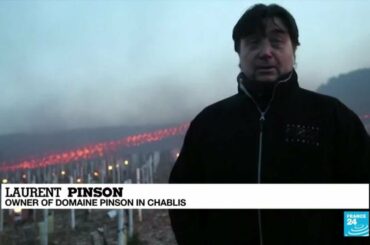French farming: Nights of frost destroy grape, fruit harvests