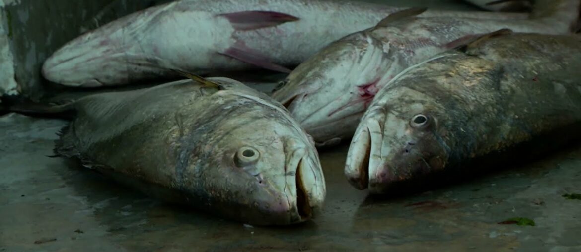 The surprising history of finshing along the Gironde estuary The surprising history of finshing along the Gironde estuary