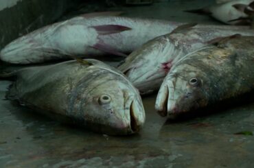 The surprising history of finshing along the Gironde estuary