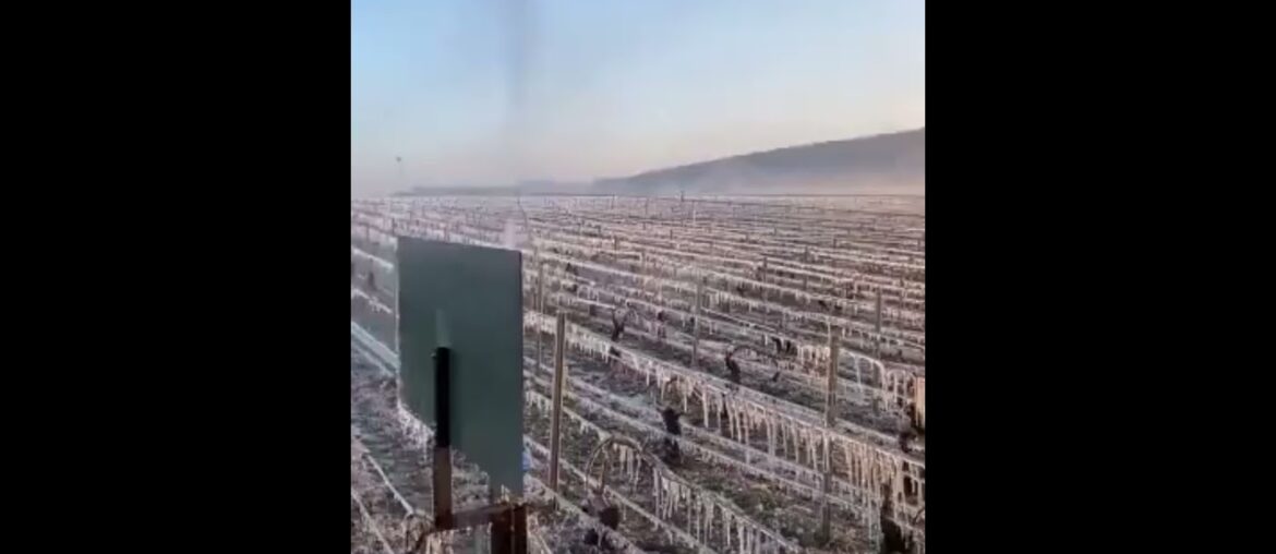 French vineyards Chablis illuminated with candles/fires  to ward off April frost