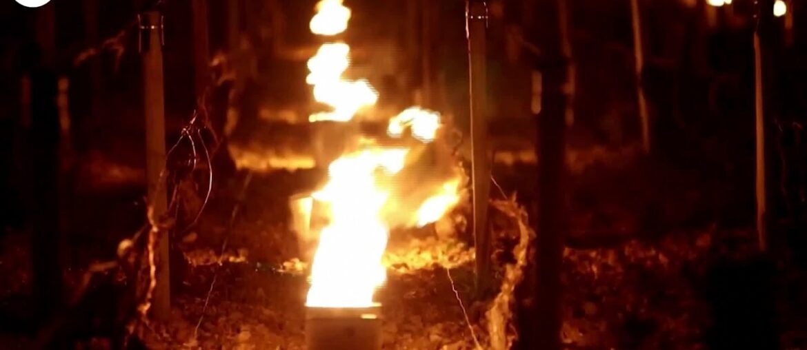 French Vineyard Candles