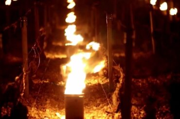 French Vineyard Candles