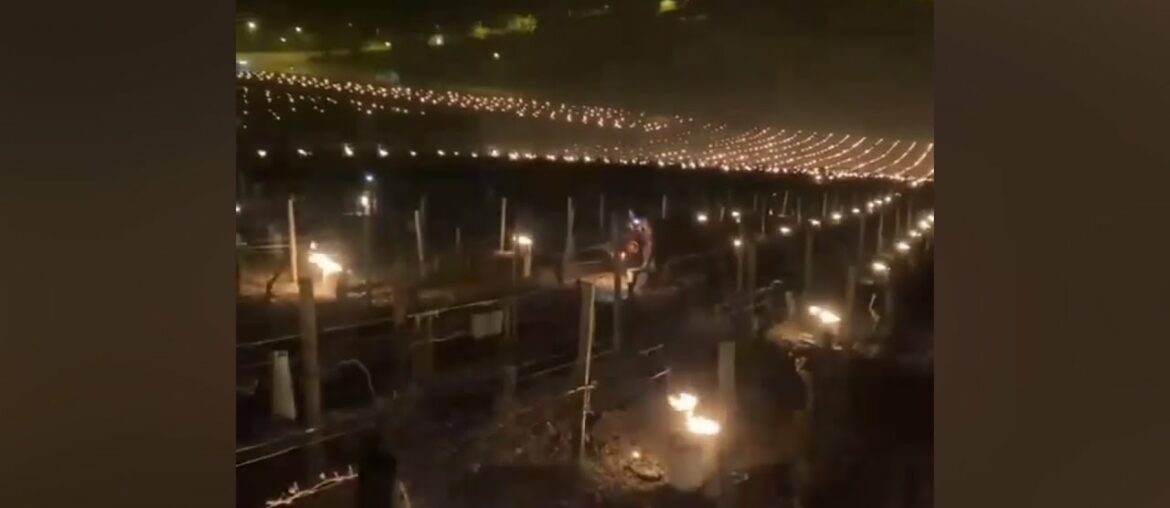 Torches to combat frost in the vineyards of France