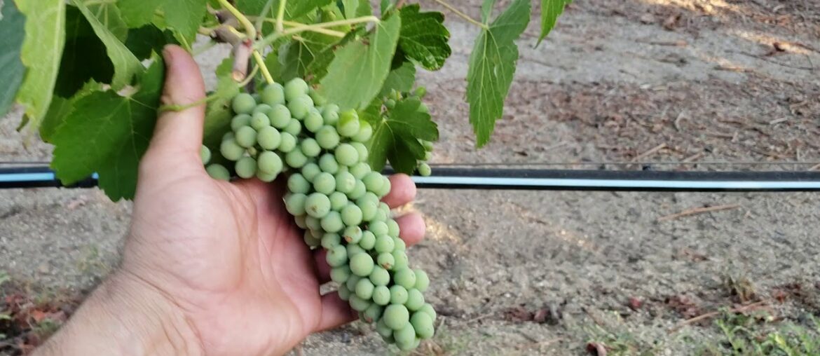 How to have healthy Vines for ever, the way the French do!