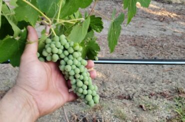 How to have healthy Vines for ever, the way the French do!