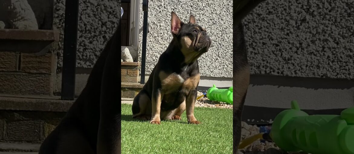 Blue And Tan French Bulldog Isabella carrier and cream Daughter Of alize from the dogfatheruk