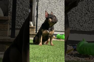 Blue And Tan French Bulldog Isabella carrier and cream Daughter Of alize from the dogfatheruk